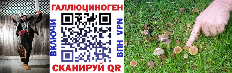 Галлюциногенные грибы Psilocybine cubensis  Бежецк 