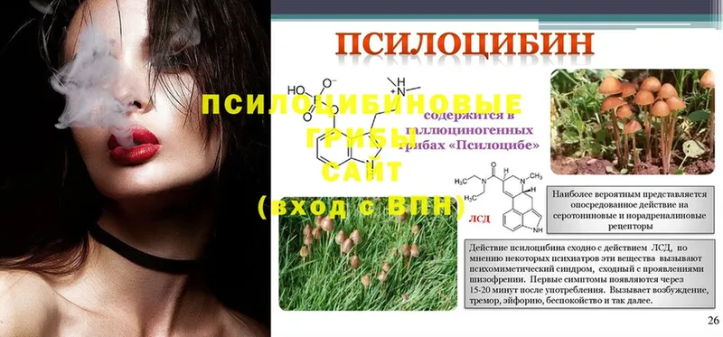 Галлюциногенные грибы Psilocybe  Бежецк 